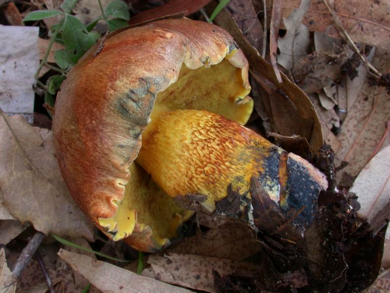 Escursione autunnale in Corsica